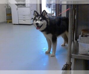 Siberian Husky Dogs for adoption in Fayetteville, NC, USA