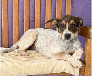 Mutt Dogs for adoption in Genesee, WI, USA
