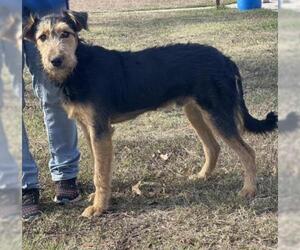 Airedale Terrier Dogs for adoption in Arlington, TX, USA