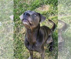 American Pit Bull Terrier Dogs for adoption in Newton, NC, USA