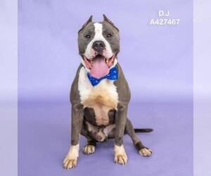 Mutt Dogs for adoption in Conroe, TX, USA
