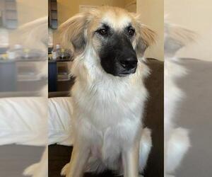 Anatolian Shepherd-Unknown Mix Dogs for adoption in San Antonio, TX, USA