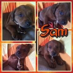 Medium Photo #1 Black Mouth Cur Puppy For Sale in Sanford, FL, USA