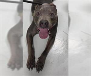 Mutt Dogs for adoption in Temple, TX, USA