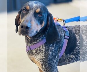Bluetick Coonhound Dogs for adoption in Fairfax, VA, USA