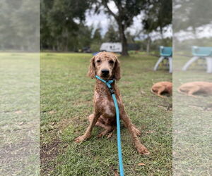 Poodle (Miniature) Dogs for adoption in Valrico, FL, USA