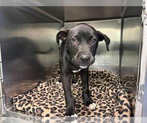 American Staffordshire Terrier-Unknown Mix Dogs for adoption in Grand Prairie, TX, USA