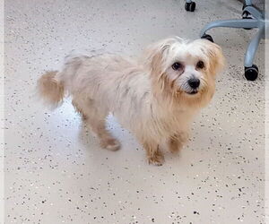 Maltese-Unknown Mix Dogs for adoption in York, SC, USA