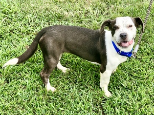 Bully Basset Dogs for adoption in Alpharetta, GA, USA