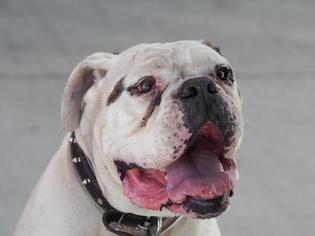 Olde Bulldog Dogs for adoption in Pasadena, CA, USA