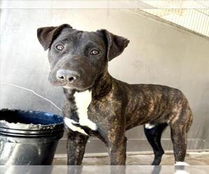 American Pit Bull Terrier-Unknown Mix Dogs for adoption in San Bernardino, CA, USA