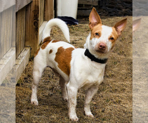 Bull Terrier Dogs for adoption in Tehachapi, CA, USA