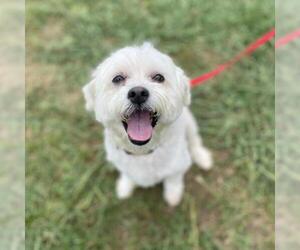 Shih Tzu Dogs for adoption in Cumming, GA, USA