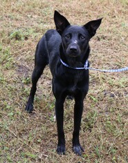 Small Schipperke-Sloughi Mix