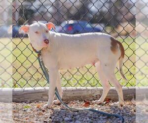American Pit Bull Terrier-Unknown Mix Dogs for adoption in Waco, TX, USA