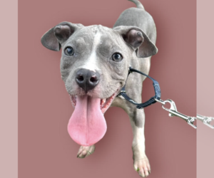 Mutt Dogs for adoption in Rockville, MD, USA