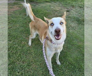 Siberian Husky-Unknown Mix Dogs for adoption in Long Beach, CA, USA