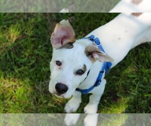 Jack Russell Terrier-Parson Russell Terrier Mix Dogs for adoption in Longview, TX, USA