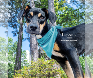 Mutt Dogs for adoption in Mount Pleasant, SC, USA