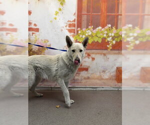 German Shepherd Dog Dogs for adoption in San Bernardino, CA, USA