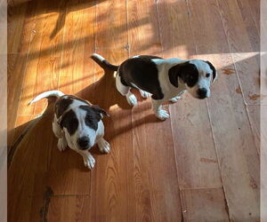 Beagle Dogs for adoption in Apple Valley, CA, USA