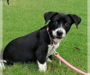 Border Collie-Unknown Mix Dogs for adoption in Newnan, GA, USA