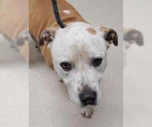 Mutt Dogs for adoption in Bakersfield, CA, USA