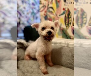 Poodle (Miniature)-Unknown Mix Dogs for adoption in Brooklyn, NY, USA