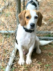 Beagle Dogs for adoption in Rocky Mount, VA, USA