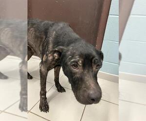 American Pit Bull Terrier-Unknown Mix Dogs for adoption in Corpus Christi, TX, USA