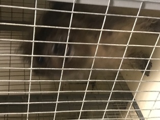 Maltese Dogs for adoption in Hernando, MS, USA