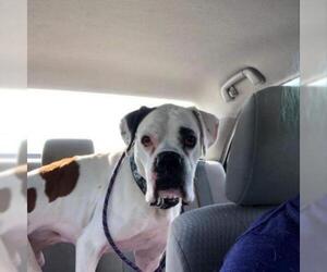 Boxer Dogs for adoption in Madison, WI, USA