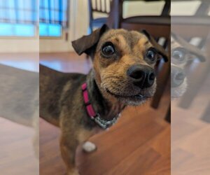 Chiweenie Dogs for adoption in Valrico, FL, USA