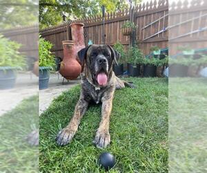 Mastiff Dogs for adoption in Lewistown, PA, USA