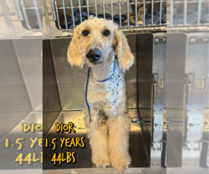 Poodle (Standard)-Unknown Mix Dogs for adoption in Woodbury, NY, USA
