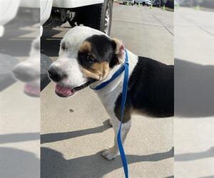 American Pit Bull Terrier Dogs for adoption in Houston, TX, USA