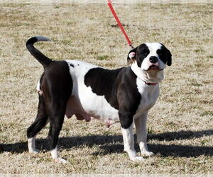 American Bulldog Dogs for adoption in Pryor, OK, USA