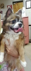 Chihuahua Dogs for adoption in New Port Richey, FL, USA