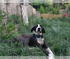 Borador Dogs for adoption in Brooklyn, NY, USA