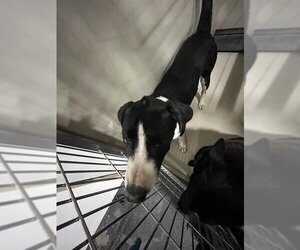 Border Collie Dogs for adoption in Bakersfield, CA, USA