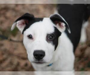 American Pit Bull Terrier-Great Pyrenees Mix Dogs for adoption in Cookeville, TN, USA