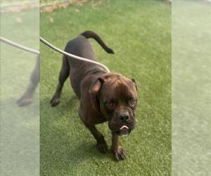 American Pit Bull Terrier-Unknown Mix Dogs for adoption in Texas City, TX, USA