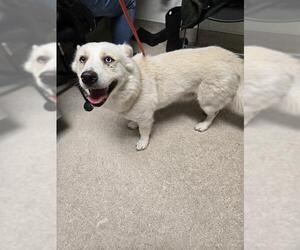 Siberian Husky Dogs for adoption in Bakersfield, CA, USA