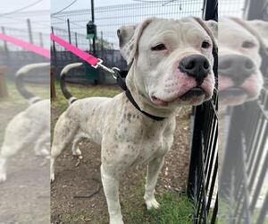 American Bulldog-Unknown Mix Dogs for adoption in San Antonio, TX, USA