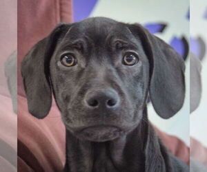 German Shepherd Dog-Unknown Mix Dogs for adoption in Huntley, IL, USA