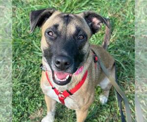 Mutt Dogs for adoption in Silver Spring, MD, USA