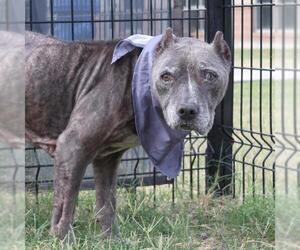 American Staffordshire Terrier-Unknown Mix Dogs for adoption in San Antonio, TX, USA