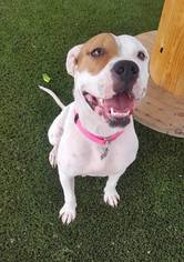 Bullboxer Pit Dogs for adoption in Phoenix , AZ, USA