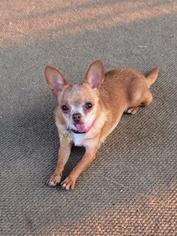 Medium Photo #1 Chihuahua Puppy For Sale in Salt Lake City, UT, USA