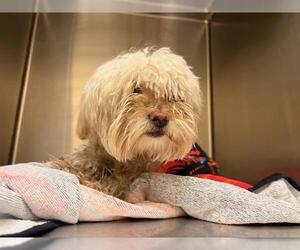 Lhasa Apso Dogs for adoption in Orange, CA, USA